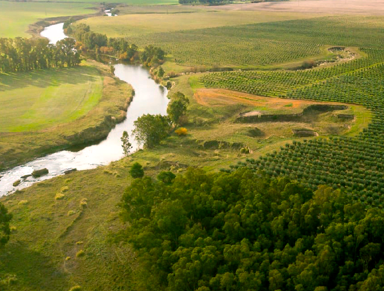 Productor de aceite de oliva